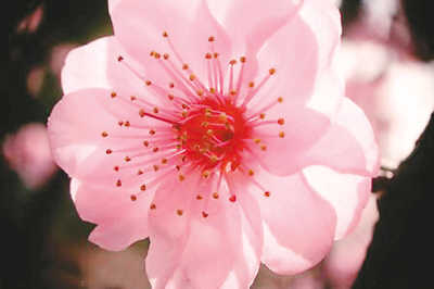 图:台湾各处梅花绽放 人潮涌入赏梅佳地_社会